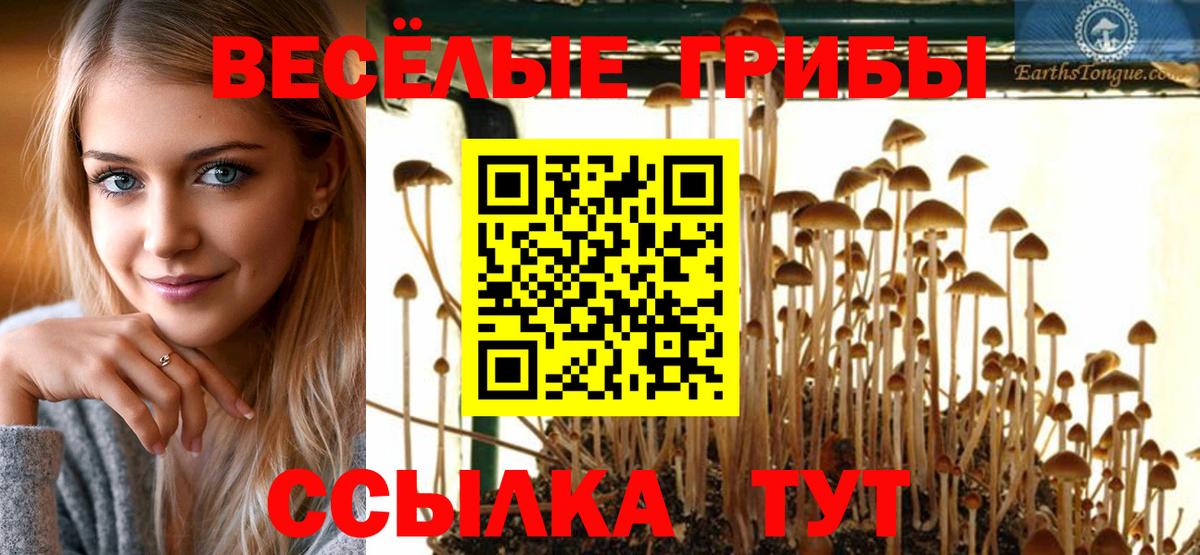Кузнецк  Галлюциногенные грибы Cubensis  Вход с VPN 
